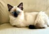 Tips on Grooming Your Ragdoll Cat