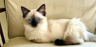 Tips on Grooming Your Ragdoll Cat