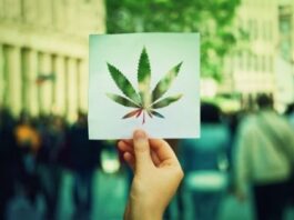 How to Grow Cannabis at Home Indoors or Outdoors