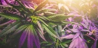 How to Treat Your Cannabis When it Turns Purple