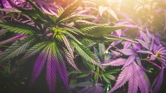 How to Treat Your Cannabis When it Turns Purple