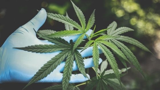 5 Main Cannabis Terpenes and Their Medical Benefits