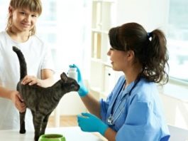 Common Cat Care Questions and Their Answers