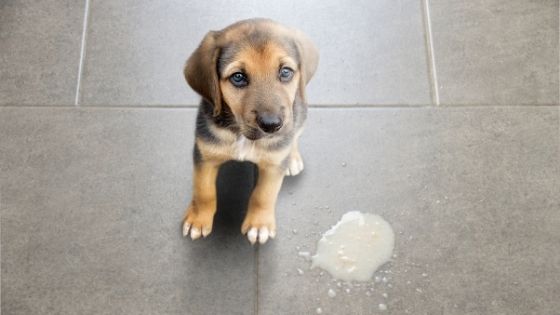 What to Do If My Dog is Vomiting