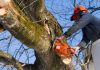 Why Hire Professional Tree Trimming Companies in San Diego