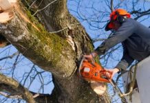 Why Hire Professional Tree Trimming Companies in San Diego