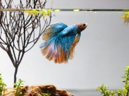 5 Best Betta Fish Products That You Should Definitely Know About