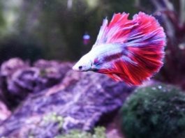 5 Reasons Why You Should Adopt a Betta Fish