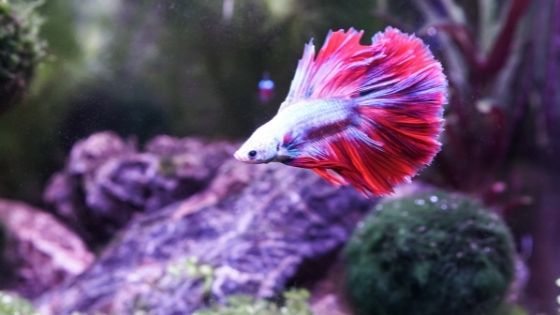 5 Reasons Why You Should Adopt a Betta Fish