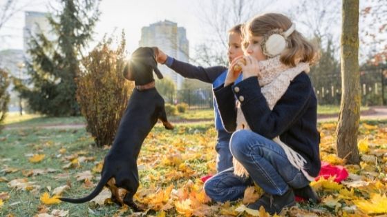 Pets and Children: How Can Your Kid Benefit from Having a Pet