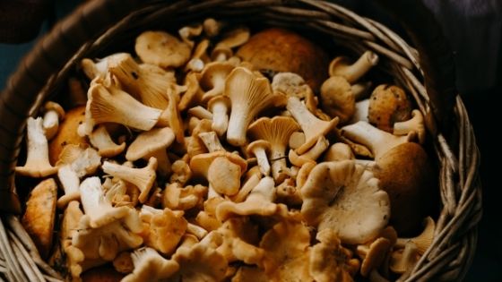 How to Spend Time with Mushrooms
