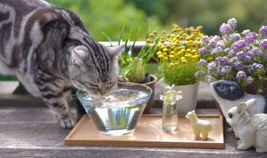 7 Ways to Get Your Cat to Drink More Water