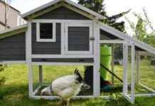How to Build a Chicken House on a Budget