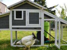 How to Build a Chicken House on a Budget