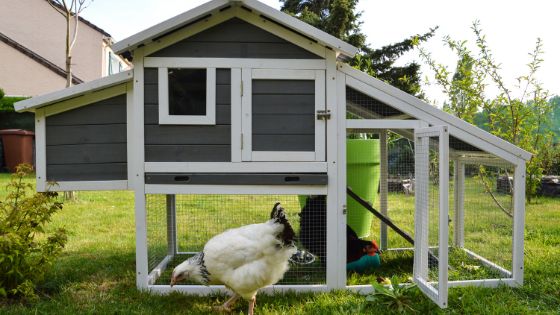 How to Build a Chicken House on a Budget