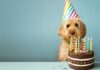 How to Make the Best Birthday Cake for Your Dog