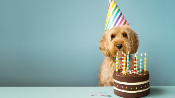 How to Make the Best Birthday Cake for Your Dog