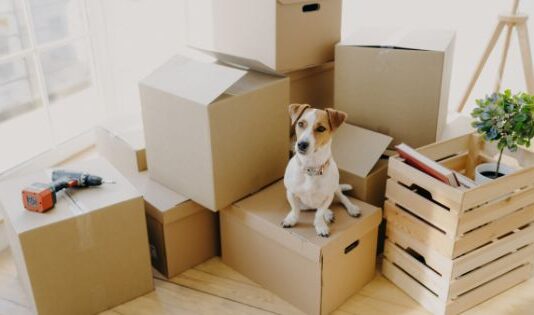 The Realities of Having a Dog in NYC