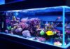 Proper Saltwater Tank Maintenance for a Healthy Environment