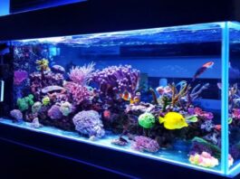 Proper Saltwater Tank Maintenance for a Healthy Environment
