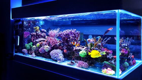 Proper Saltwater Tank Maintenance for a Healthy Environment