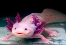What is an Axolotl? 10 Cool Facts You Need to Know