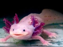 What is an Axolotl? 10 Cool Facts You Need to Know