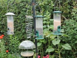 How to Clean a Bird Feeder