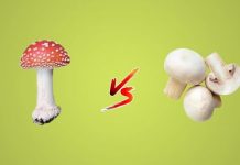Toadstool vs Mushroom - What Are the Differences