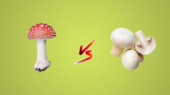 Toadstool vs Mushroom - What Are the Differences