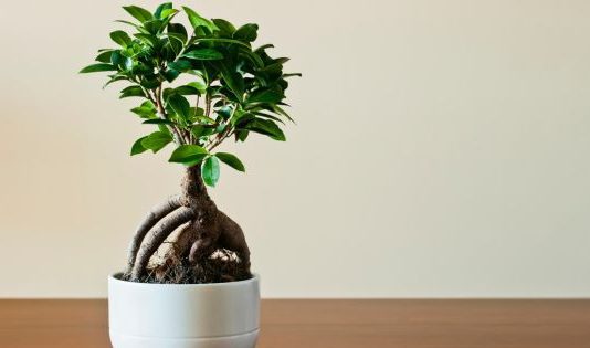 the art of bonsai